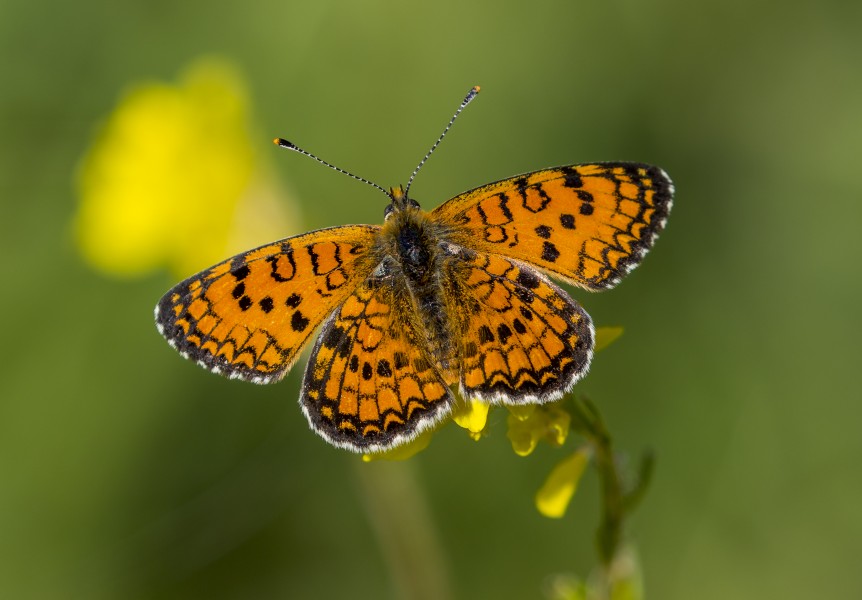 Melitaea collina - Hataylı İparhan 01
