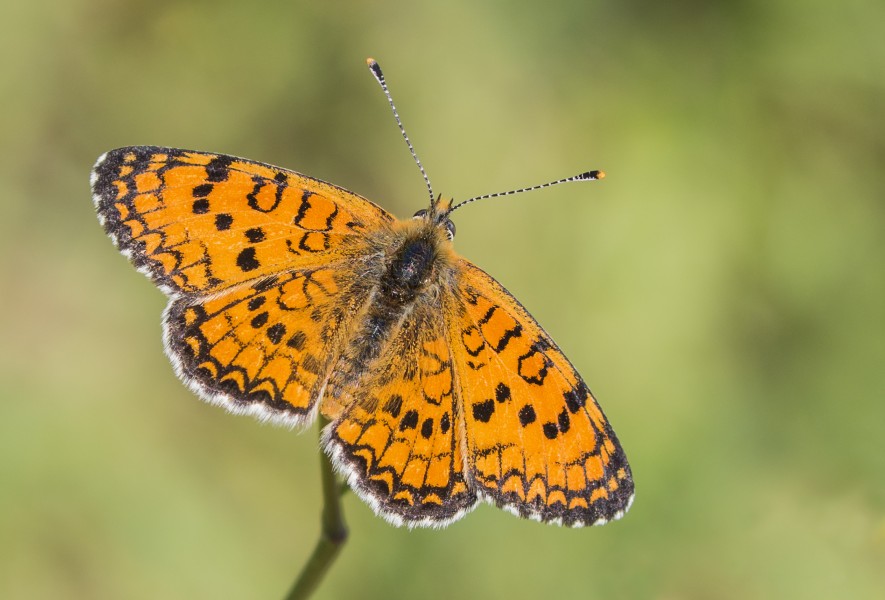 Melitaea collina - Hataylı İparhan 04