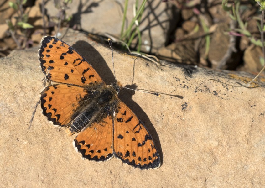 Melitaea didyma - Benekli iparhan 03