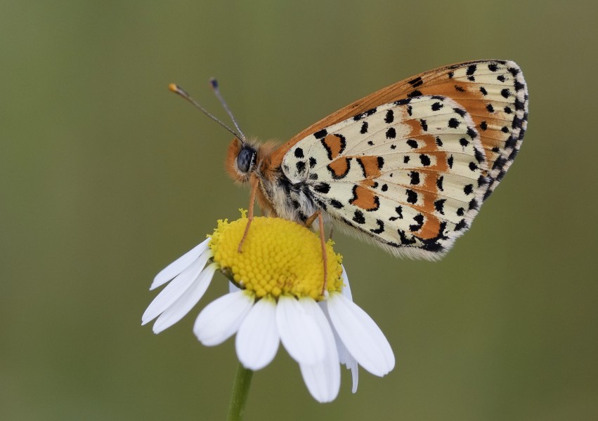 Melitaea didyma - Benekli iparhan 15