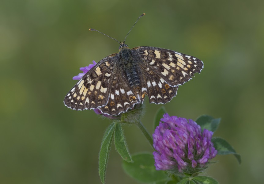 Melitaea phoebe - Benekli Büyük İparhan 07-12