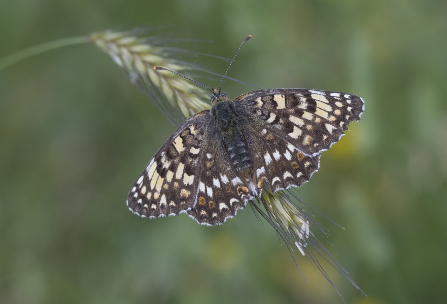 Melitaea phoebe - Benekli Büyük İparhan 07-6