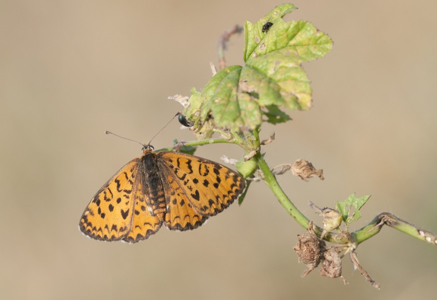 Melitaea trivia - Lesser Spotted Fritillary -1