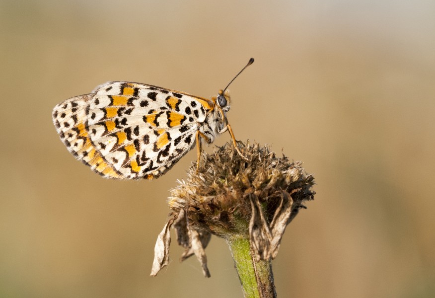 Melitaea trivia - Lesser Spotted Fritillary -2