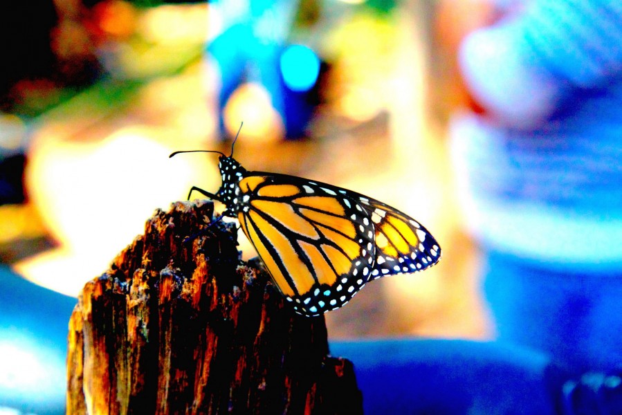 Monarch Buttefly