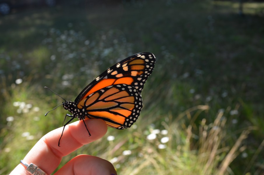 Monarch Butterfly (30122469784)