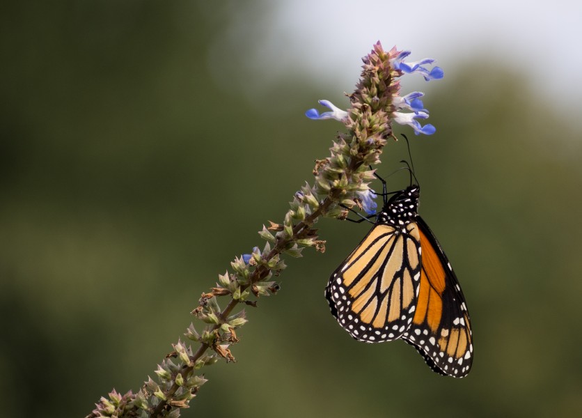 Monarch butterfly (70385)