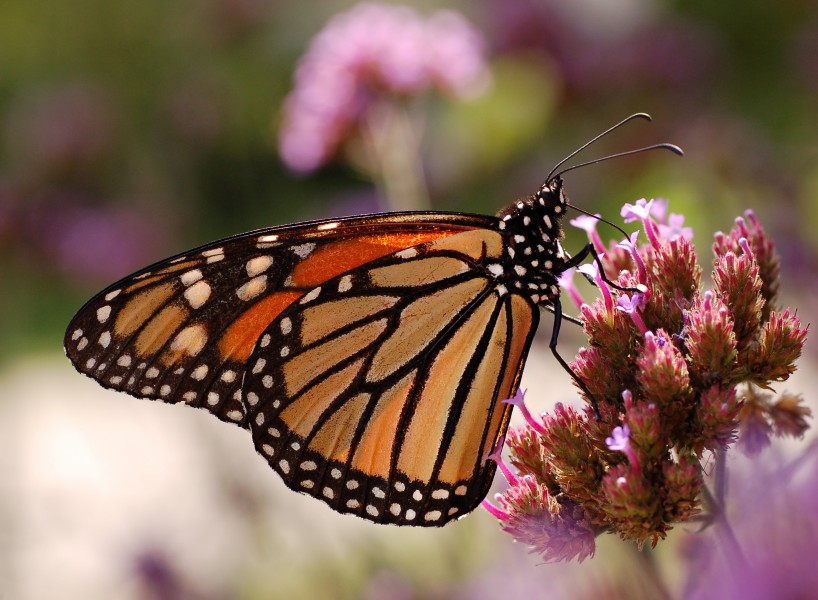 Monarch Butterfly Danaus plexippus Proboscis 2591px