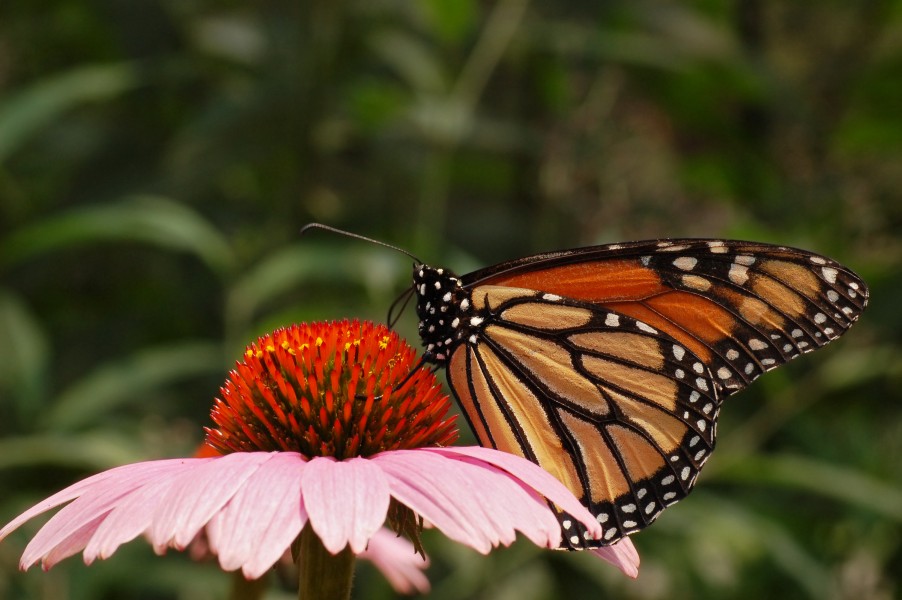 Monarch Butterfly Danaus plexippus Purple Coneflower 3008