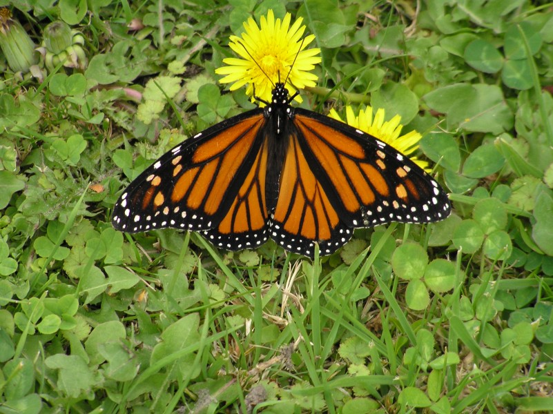 Monarch Oldevl