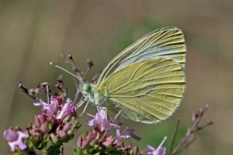 Mountain small white (Pieris ergane) Bulgaria