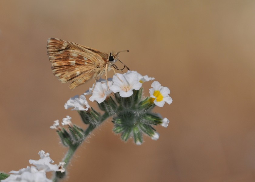 Muschampia proto - Sage skipper, Mersin 2014-09-13 01-3
