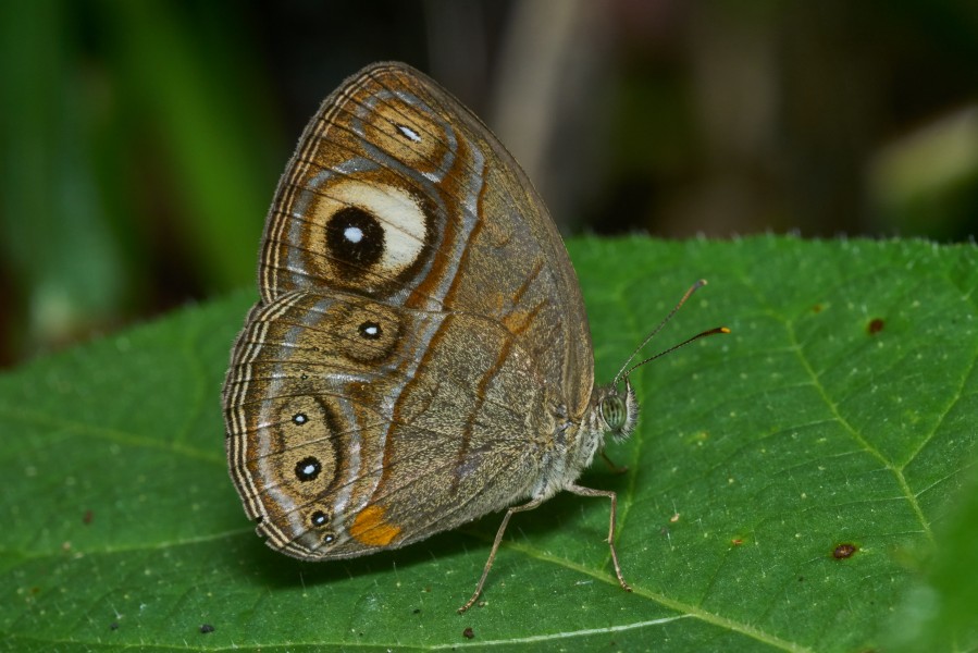 Mycalesis junonia-Thekkady