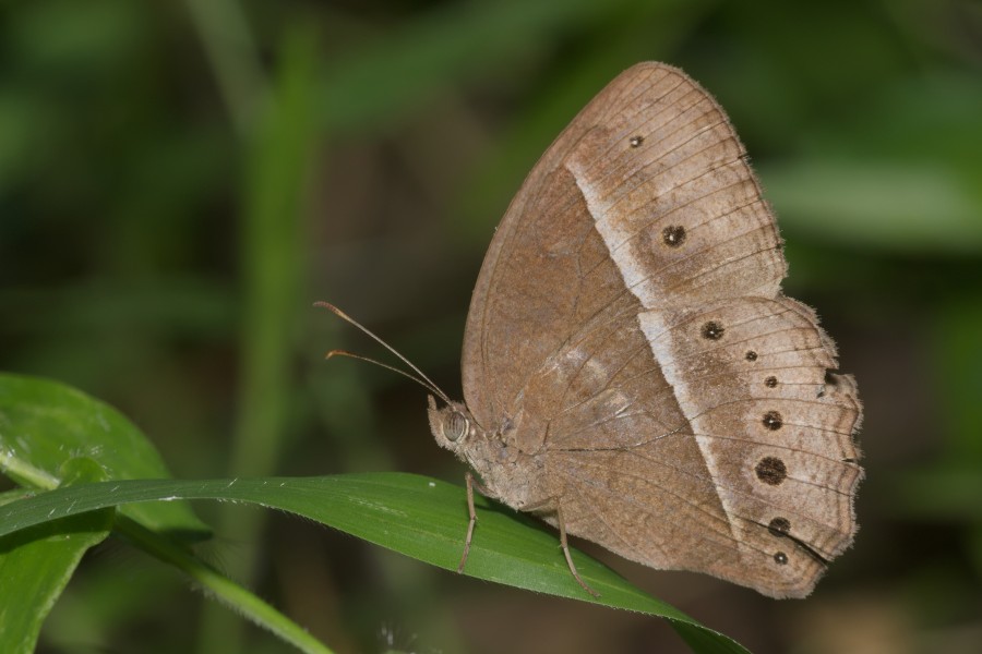Mycalesis mineus-Kadavoor-2016-04-02-001