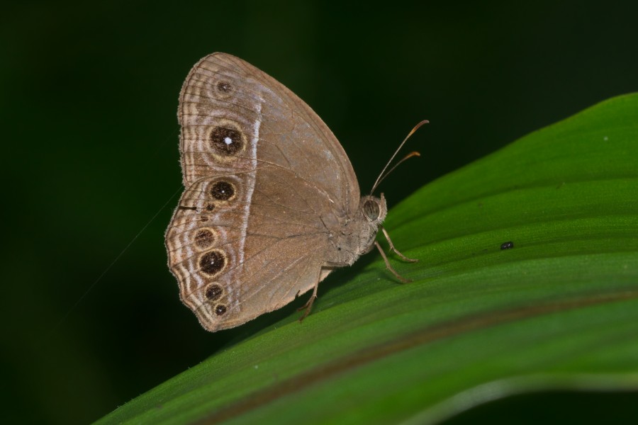 Mycalesis mineus-Kadavoor-2016-06-18-001