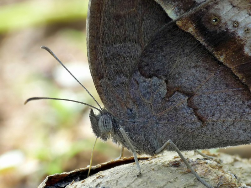 Mycalesis perseus of Kadavoor