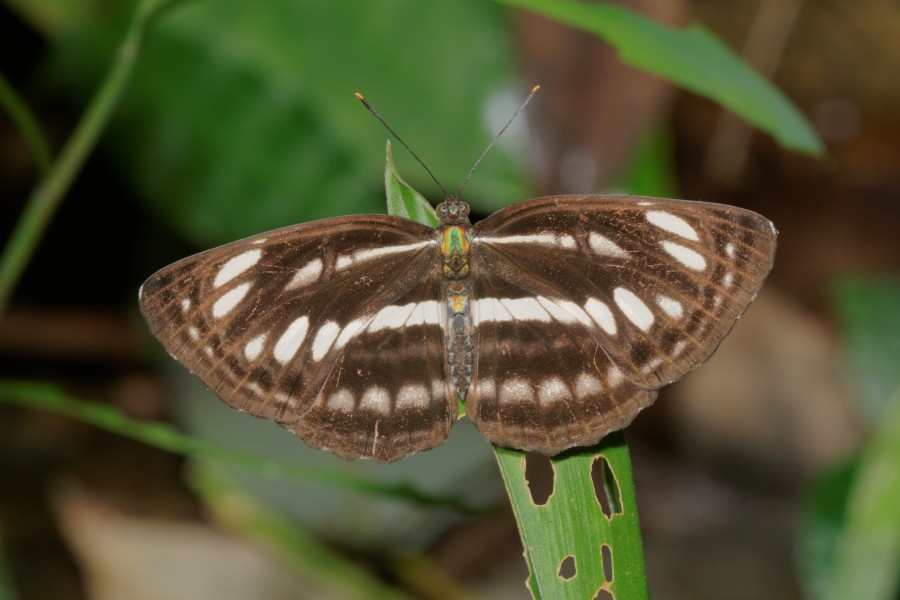 Neptis hylas-Kadavoor-2016-07-26-001