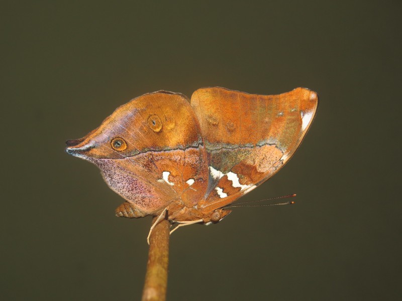 Newly eclosed Doleschallia bisaltide malabarica Fruhstorfer, 1899 – Malabar Autumn Leaf butterfly at Madayipara (18)