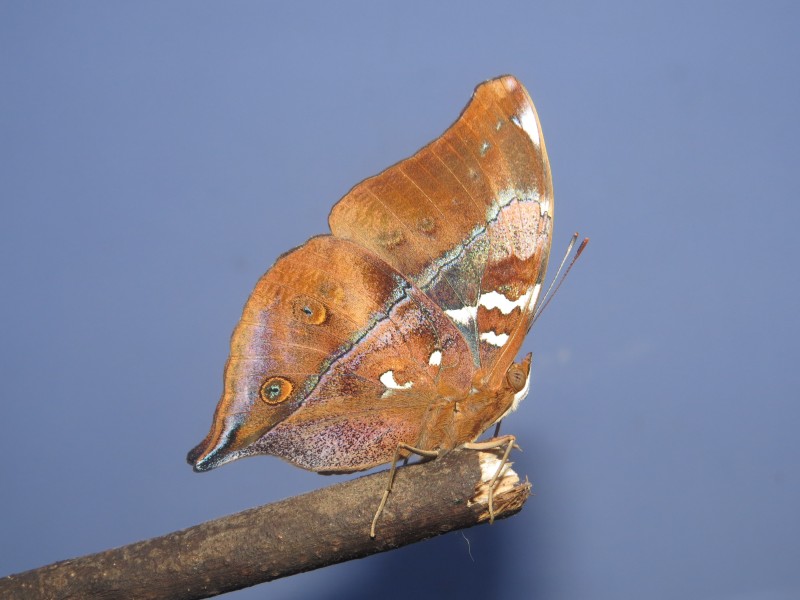 Newly eclosed Doleschallia bisaltide malabarica Fruhstorfer, 1899 – Malabar Autumn Leaf butterfly at Madayipara (22)