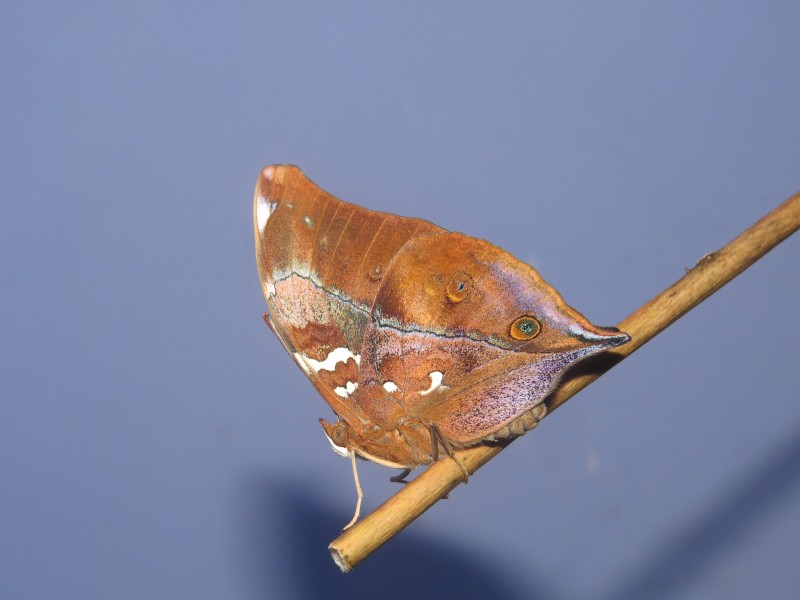 Newly eclosed Doleschallia bisaltide malabarica Fruhstorfer, 1899 – Malabar Autumn Leaf butterfly at Madayipara (9)