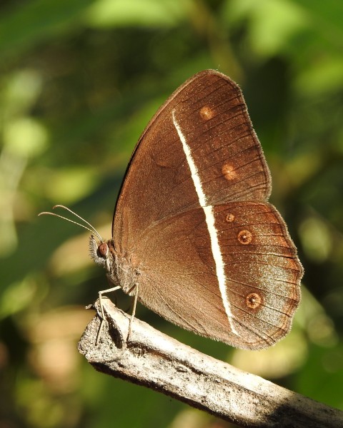 Nigger Orsotriaena medus medus Intermediate Form Kaziranga by Dr. Raju Kasambe (16)