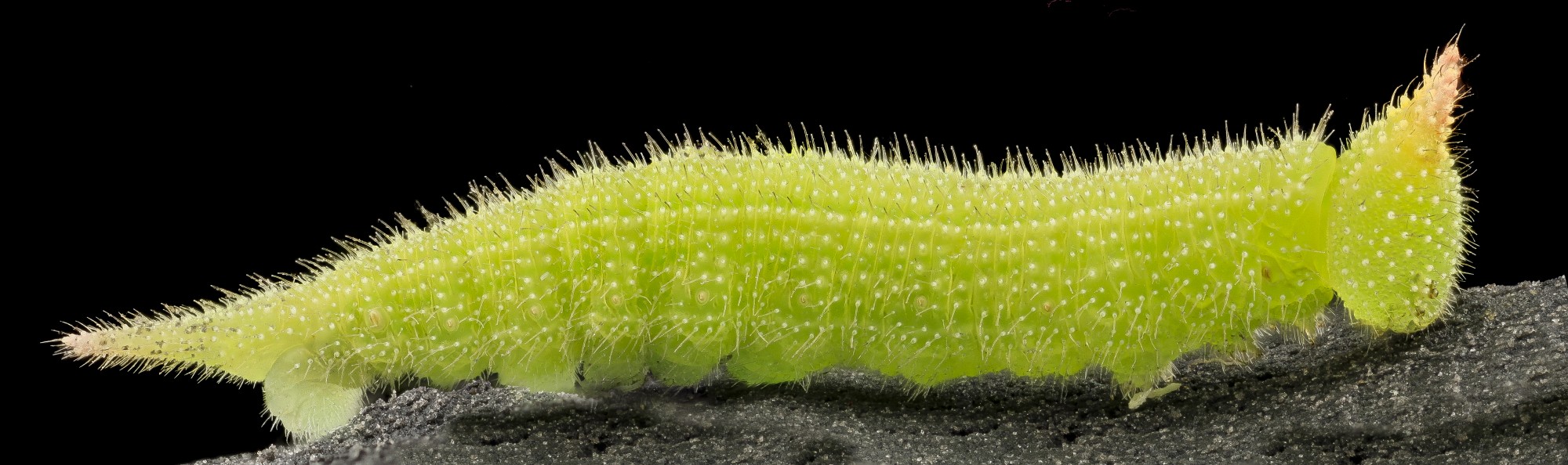 Northern Pearly Eye, Side, Beltsville, MD 2013-10-25-10.28.43 ZS PMax