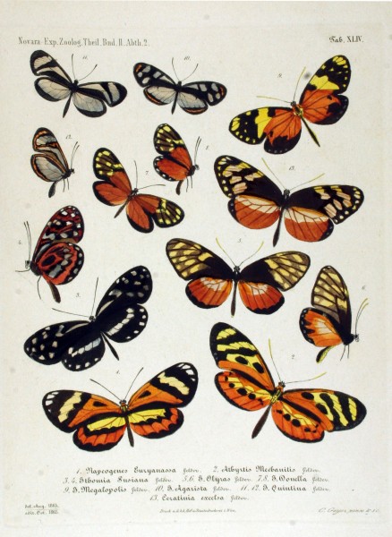 NovaraExpZoologischeTheilLepidopteraAtlasTaf44