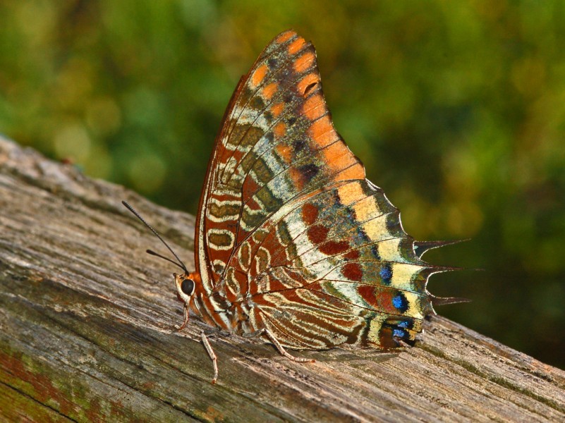 Nymphalicae - Charaxes jasius-001
