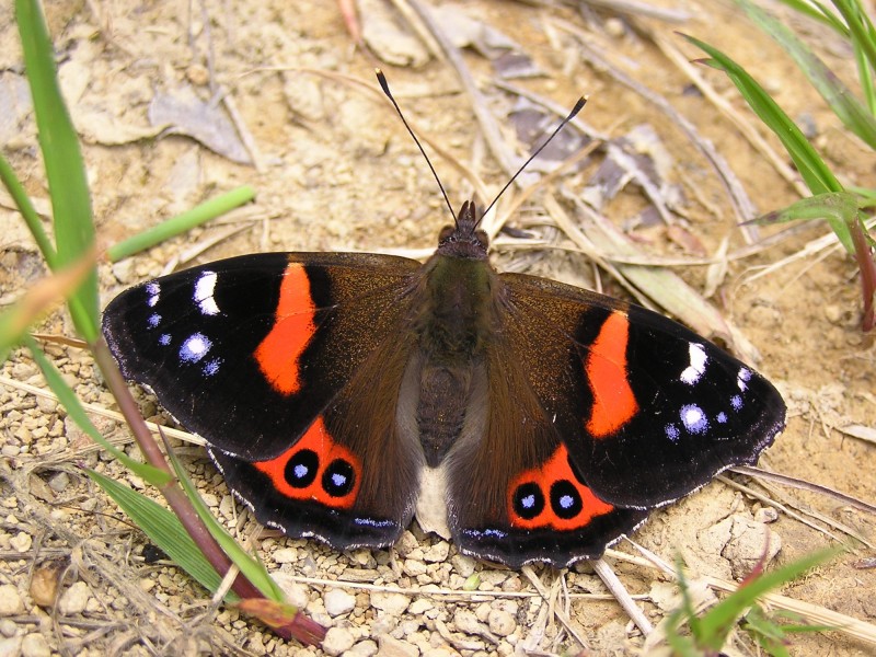 NZ Red Admiral Butterfly (Vanessa gonerilla)