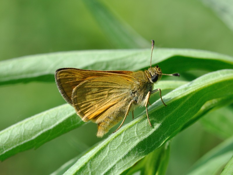 Ochlodes sylvanus 04