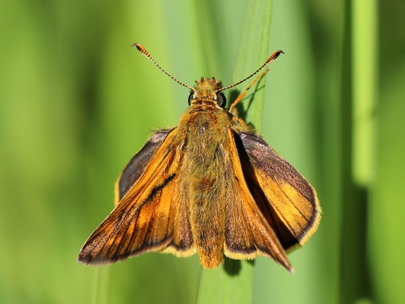 Ochlodes sylvanus 05