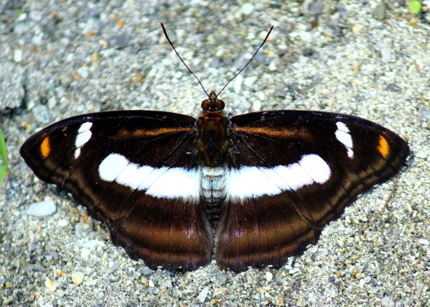 Open wing position of Athyma cama, Moore, 1857 – Orange Staff Sergeant WLB