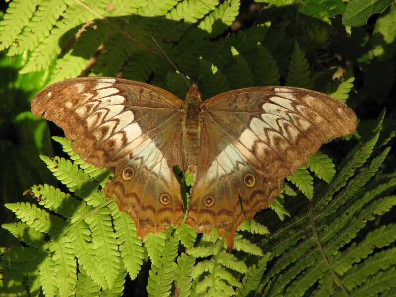 Open wing position of Female Vindula erota Fabricius, 1793 – Cruiser