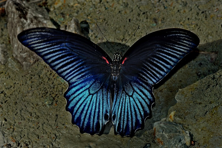 Open wing position of Male Papilio memnon Linnaeus, 1758 – Great Mormon DSC 0213
