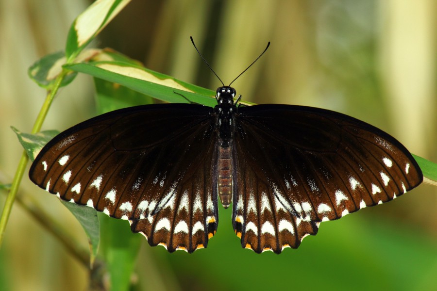 Open wing position of Papilio clytia, Form Clytia, Linnaeus, 1758 – Common Mime WLB