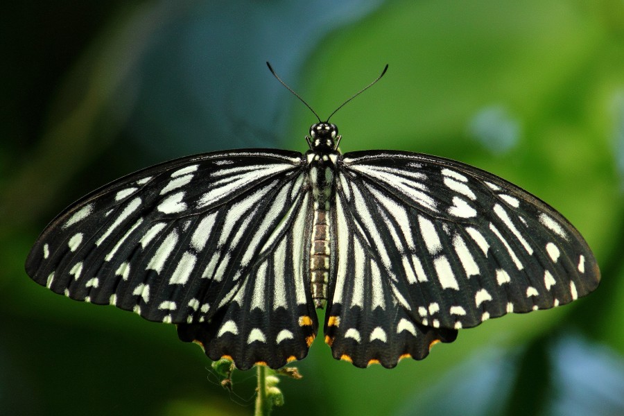 Open wing position of Papilio clytia, Form Dissimilis, Linnaeus, 1758 – Common Mime WLB