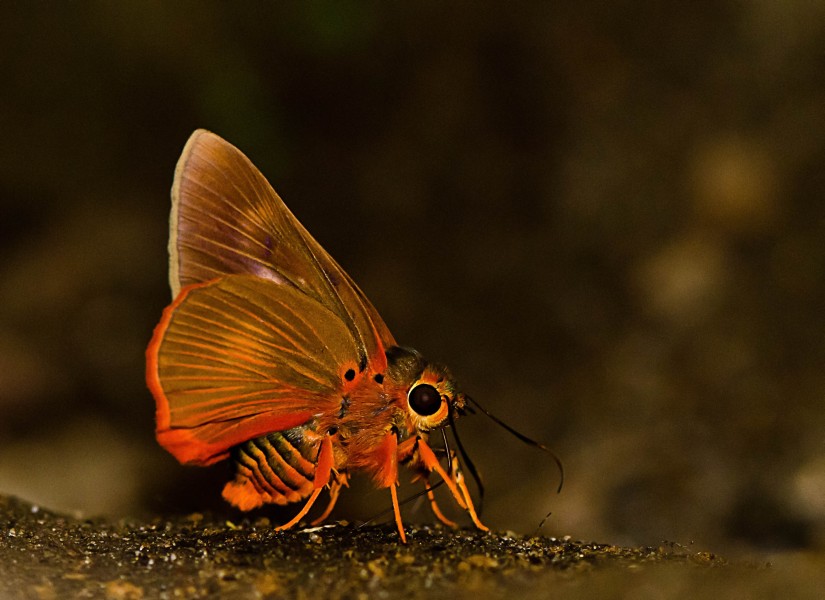 Orange Awlet-Kakkayam