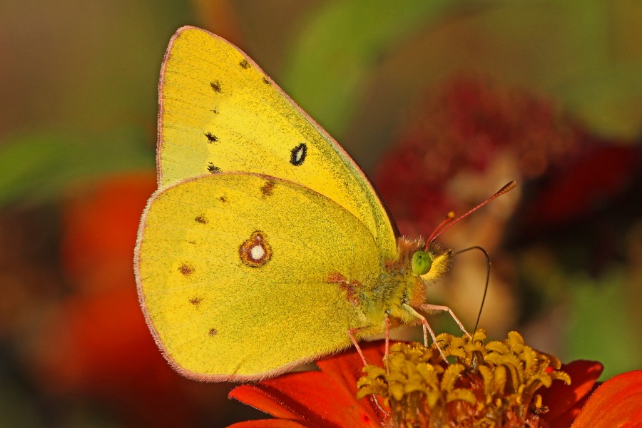 Orange Sulphur - Colias eurytheme, Meadowwood Farm SRMA, Mason Neck, Virginia