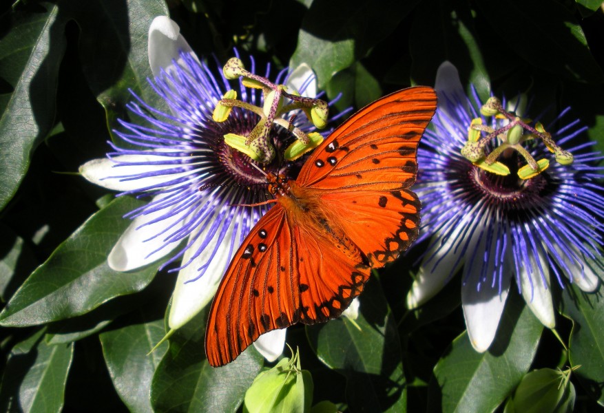 Original Fritillary feeding on passion flower