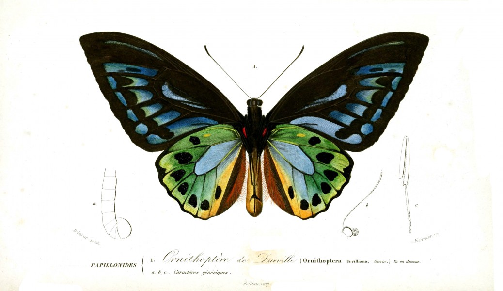 Ornithoptera Histoire Naturelle