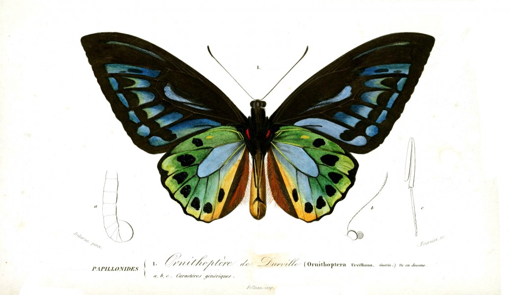 Ornithoptera Histoire Naturelle