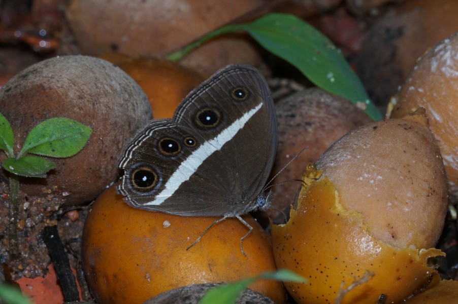 Orsotriaena medus 09034