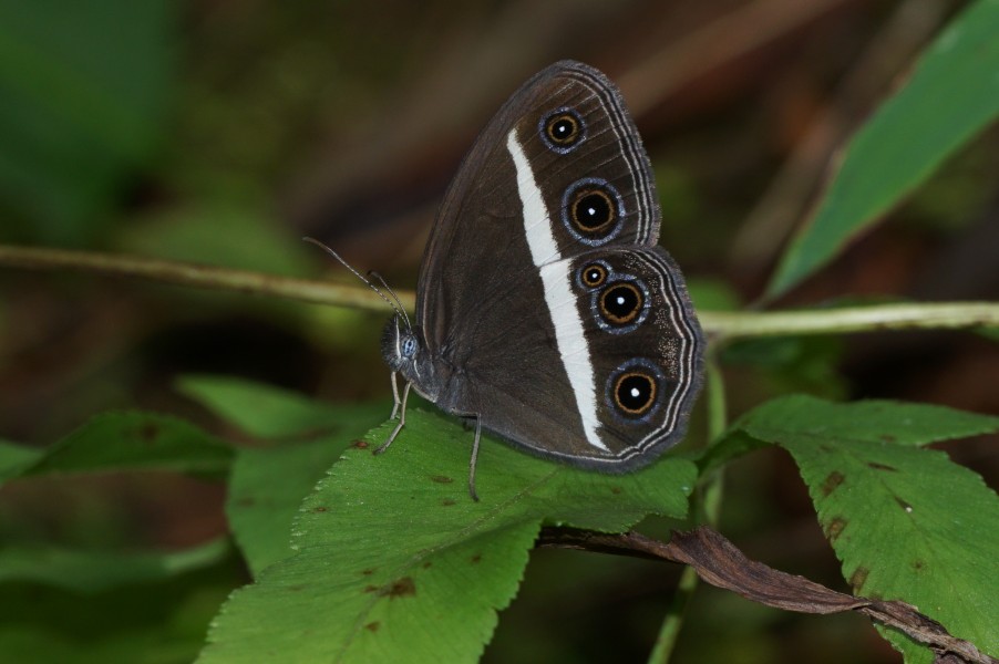 Orsotriaena medus 09795