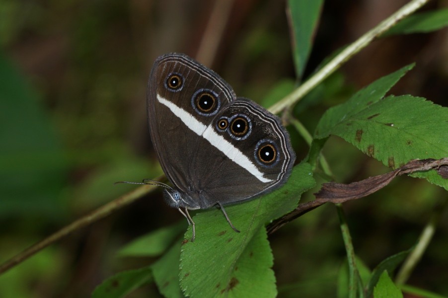 Orsotriaena medus 09796