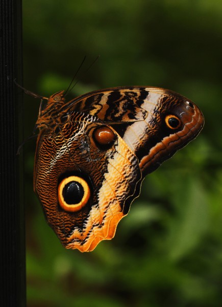 Owl Butterfly - Caligo atreus dionysus, Brookside Gardens 