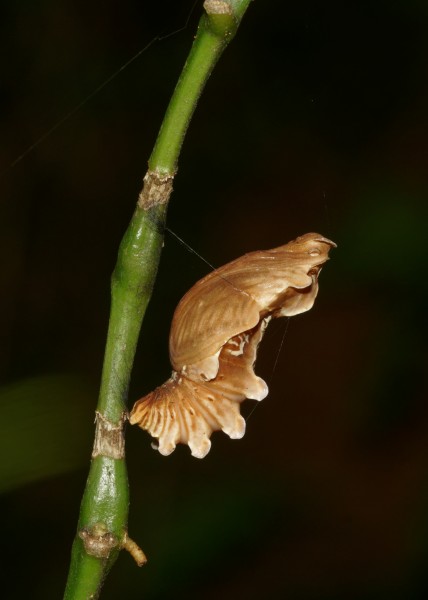 Pachliopta aristolochiae-Kadavoor-2016-07-13-001