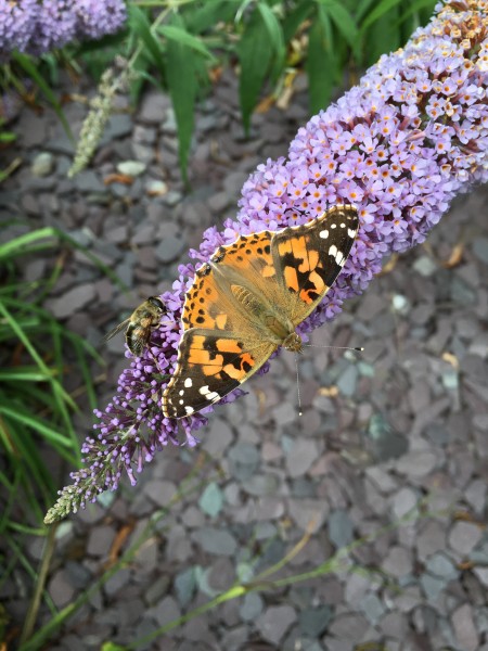 Painted Lady butterfly 2