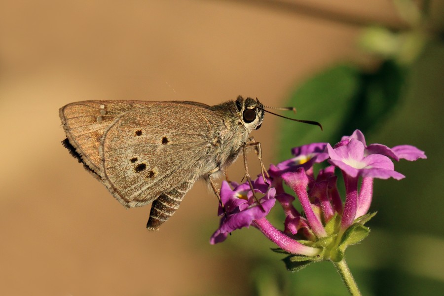 Palm bob (Suastus gremius) Bali I