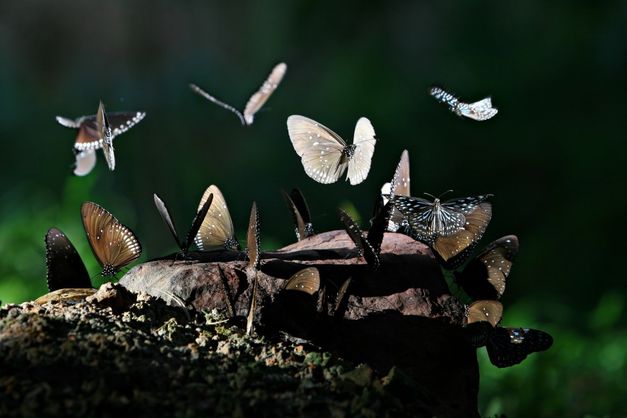 Pang Sida National Park Sa Kaew Thailand