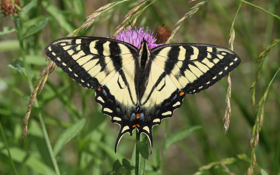 Papilio-canadensis-001